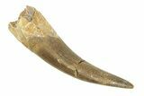 Fossil Plesiosaur (Zarafasaura) Tooth - Morocco #293224-1